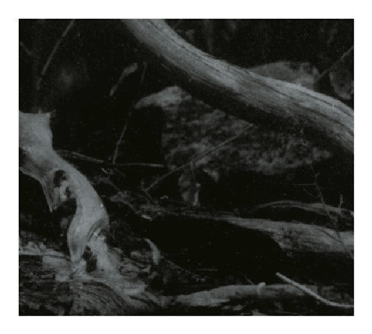 BARREN CANYON World of Wounds LP